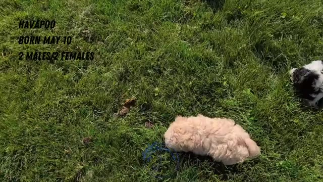 Video preview image #4 Poovanese Puppy For Sale in GOSHEN, IN, USA