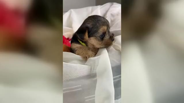 Video preview image #1 Yorkshire Terrier Puppy For Sale in ROCK HILL, SC, USA