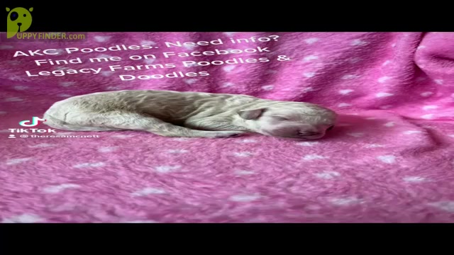 Video preview image #1 Poodle (Standard) Puppy For Sale in PIQUA, KS, USA