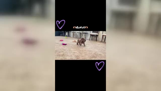 Video preview image #23 Cocker Spaniel Puppy For Sale in WARSAW, IN, USA