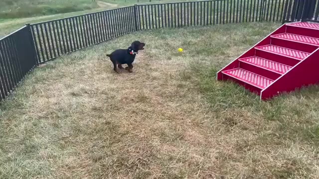 Video preview image #1 Doberman Pinscher Puppy For Sale in WARSAW, IN, USA