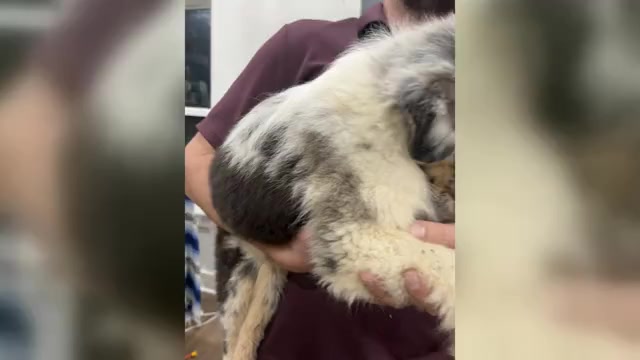 Video preview image #3 Australian Shepherd Puppy For Sale in TYLER, TX, USA