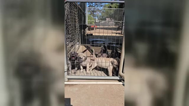 Video preview image #1 Presa Canario Puppy For Sale in OAKLEY, CA, USA