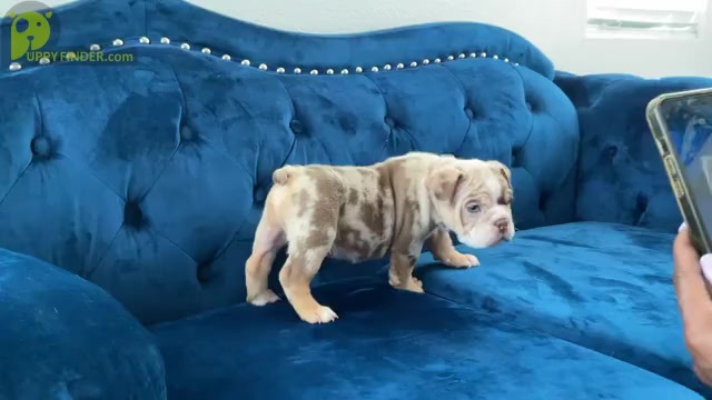 Video preview image #2 English Bulldog Puppy For Sale in LOS ANGELES, CA, USA