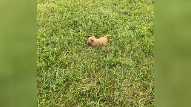 Video preview image #10 Chihuahua Puppy For Sale in WARSAW, IN, USA