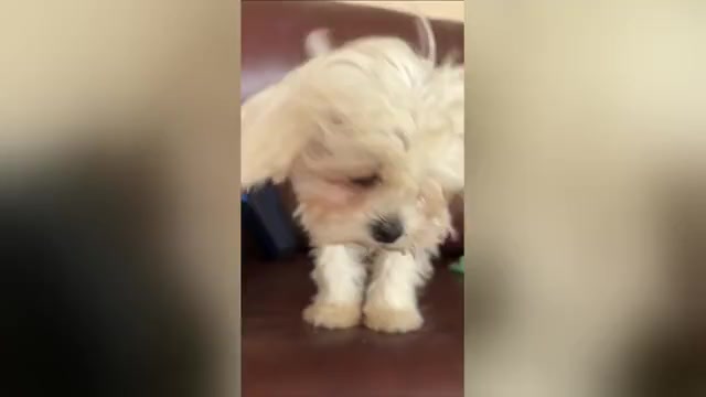 Video preview image #1 Maltese Puppy For Sale in SAN DIEGO, CA, USA