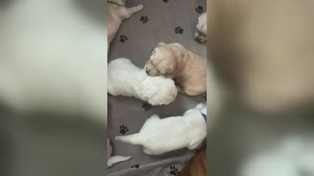 Video preview image #1  Breeder Profile in ALPENA, MI, USA