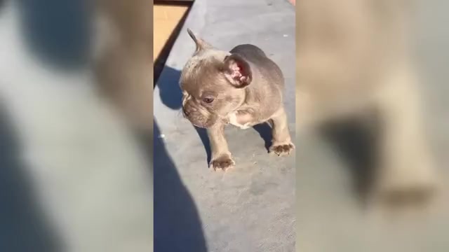 Video preview image #1 French Bulldog Puppy For Sale in ODESSA, TX, USA