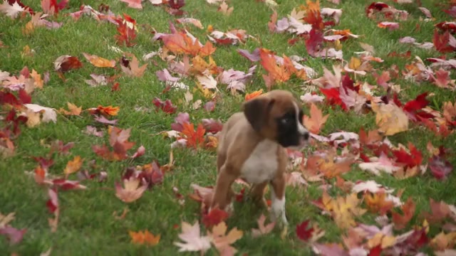 Video preview image #1 Boxer Puppy For Sale in SHIPSHEWANA, IN, USA