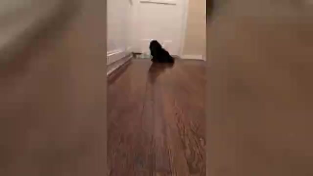 Video preview image #3 Bichpoo-Poodle (Miniature) Mix Puppy For Sale in LOS ANGELES, CA, USA