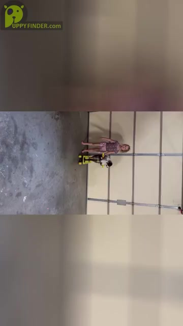 Video preview image #18  Breeder Profile in NOLENSVILLE, TN, USA
