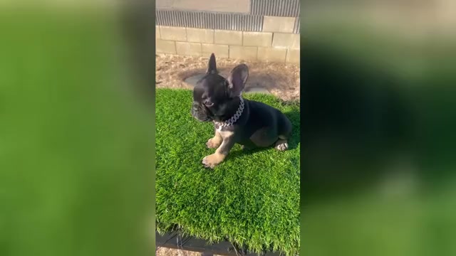 Video preview image #1 French Bulldog Puppy For Sale in WEST HOLLYWOOD, CA, USA