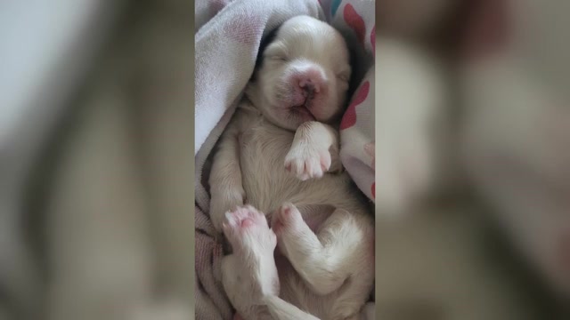 Video preview image #1  Breeder Profile in FARMINGTON, MN, USA