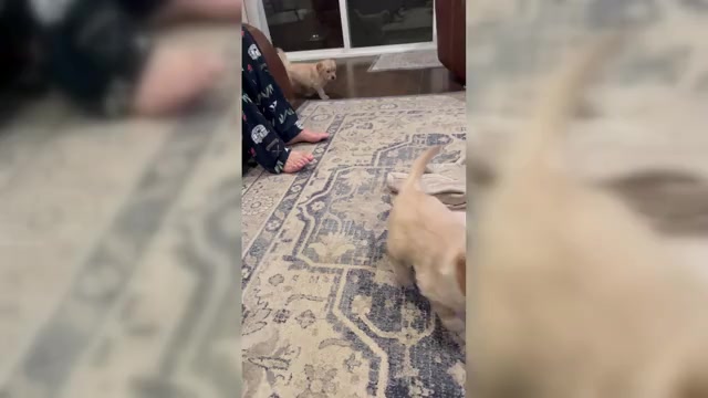 Video preview image #1  Breeder Profile in SANTEE, CA, USA