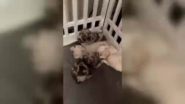 Video preview image #2 Cocker Spaniel Puppy For Sale in MARTIN, GA, USA