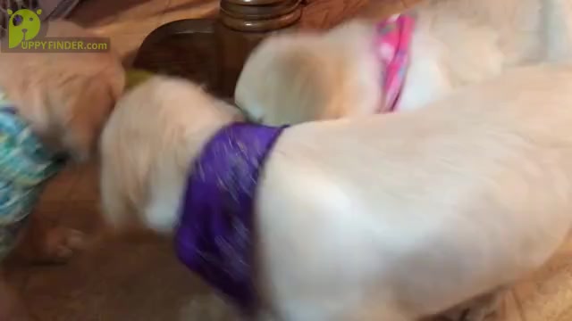 Video preview image #12 Golden Retriever Puppy For Sale in WEBSTER CITY, IA, USA
