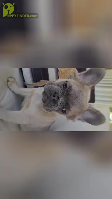 Video preview image #1 French Bulldog Puppy For Sale in LAS VEGAS, NV, USA