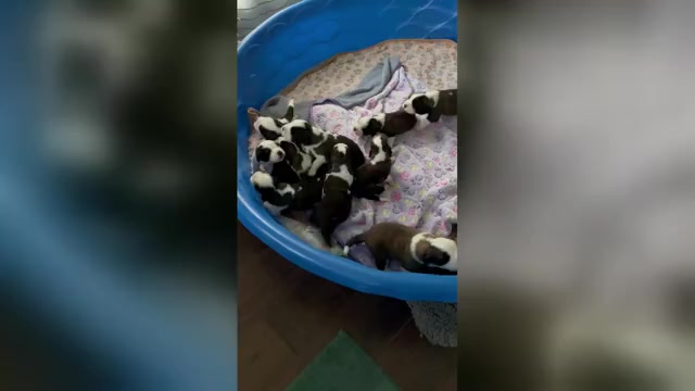 Video preview image #1 Saint Bernard Puppy For Sale in MODESTO, CA, USA