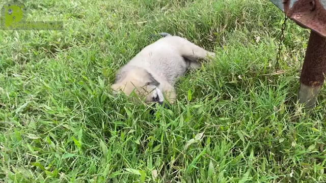 Video preview image #2 Anatolian Shepherd Puppy For Sale in ROBSTOWN, TX, USA