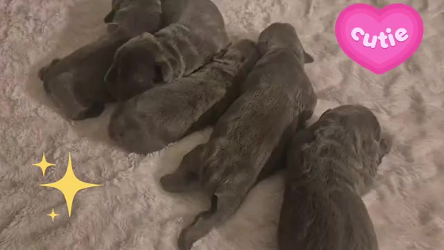 Video preview image #23 Cane Corso Puppy For Sale in COLUMBIA, SC, USA