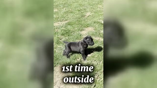 Video preview image #1 Cane Corso Puppy For Sale in MOUNT MORRIS, MI, USA