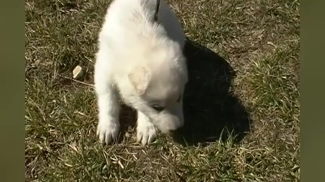 Video preview image #1 German Shepherd Dog Puppy For Sale in PIEDMONT, MO, USA