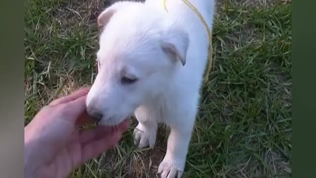 Video preview image #1 German Shepherd Dog Puppy For Sale in PIEDMONT, MO, USA