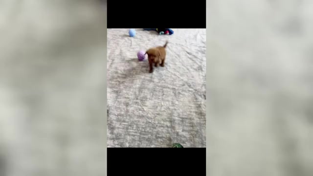 Video preview image #2 Maltipoo (Miniature) Puppy For Sale in WARSAW, IN, USA