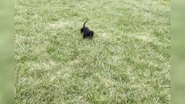 Video preview image #1 Cavalier King Charles Spaniel Puppy For Sale in WARSAW, IN, USA