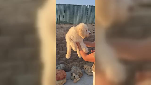 Video preview image #1 Double Doodle Puppy For Sale in HESPERIA, CA, USA