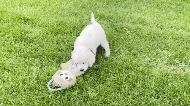Video preview image #8 English Cream Golden Retriever Puppy For Sale in BISMARCK, ND, USA
