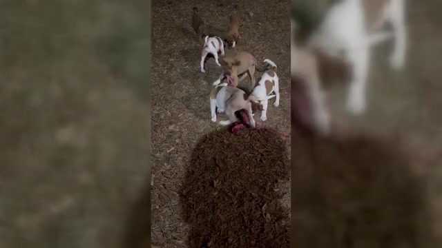 Video preview image #2 America Bandogge Mastiff Puppy For Sale in SNELLVILLE, GA, USA