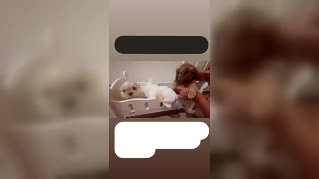 Video preview image #1 Shih Tzu Puppy For Sale in CALIMESA, CA, USA