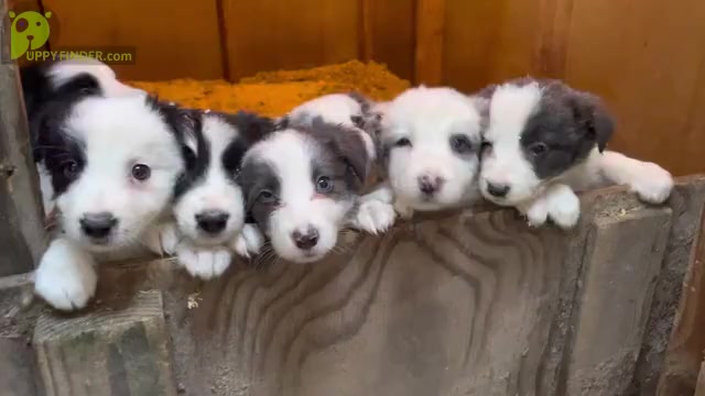 Video preview image #1 Border Collie Puppy For Sale in MOSIER, OR, USA
