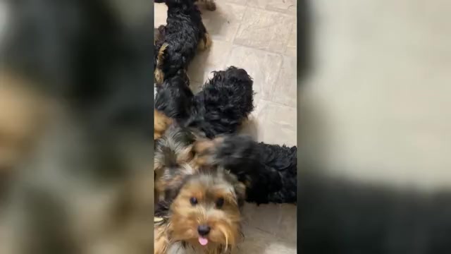 Video preview image #1 Yorkshire Terrier Puppy For Sale in BETHLEHEM, GA, USA