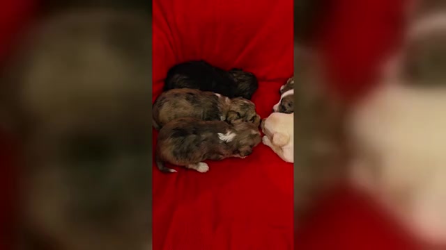 Video preview image #1 Chizer Puppy For Sale in MONTEZUMA, GA, USA