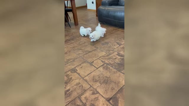 Video preview image #2 Coton de Tulear Puppy For Sale in BIG RAPIDS, MI, USA