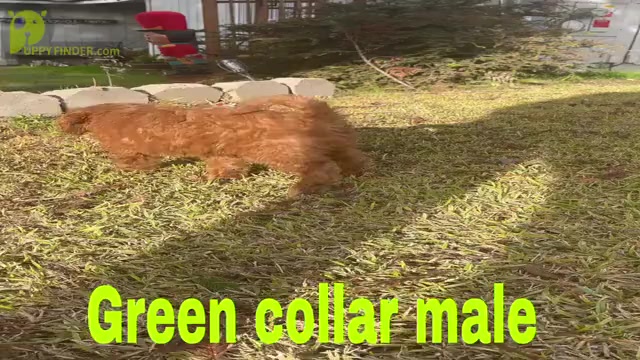 Video preview image #12 Goldendoodle (Miniature) Puppy For Sale in BAKERSFIELD, CA, USA