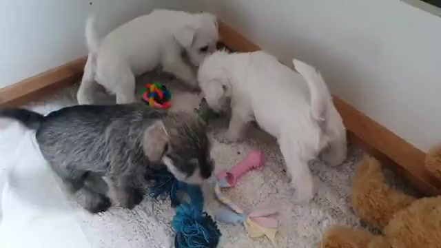Video preview image #3 Schnauzer (Miniature) Puppy For Sale in Hatvan, Heves, Hungary