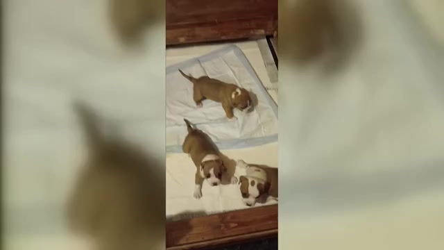 Video preview image #2 American Bully Puppy For Sale in HARMON, IL, USA