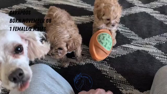 Video preview image #2 Cavapoo (Miniature) Puppy For Sale in GOSHEN, IN, USA