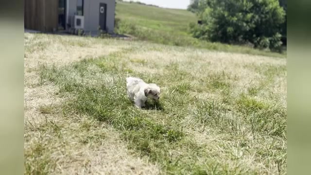 Video preview image #1 Maltipoo Puppy For Sale in WARSAW, IN, USA