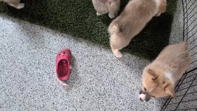 Video preview image #3 Pembroke Welsh Corgi Puppy For Sale in GOSHEN, IN, USA