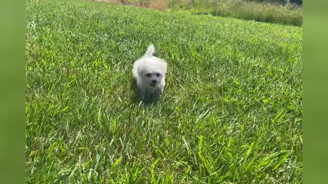Video preview image #1 Maltese Puppy For Sale in WARSAW, IN, USA