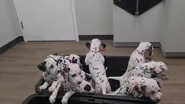 Video preview image #1 Dalmatian Puppy For Sale in GREENVILLE, SC, USA