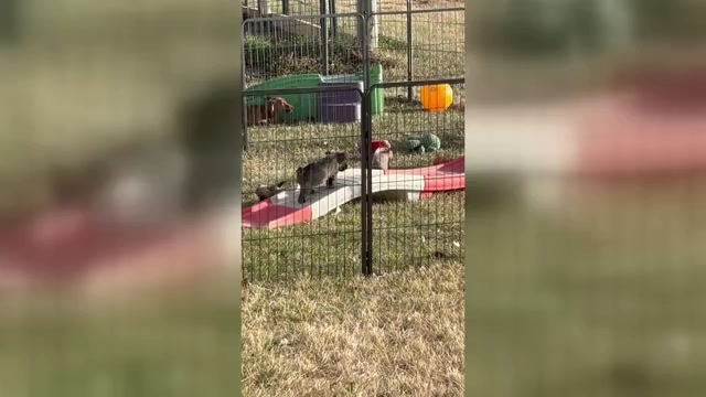 Video preview image #1  Breeder Profile in HASTINGS, NE, USA