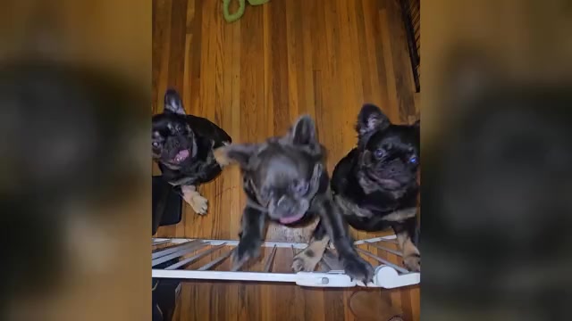 Video preview image #3 French Bulldog Puppy For Sale in LOS ANGELES, CA, USA