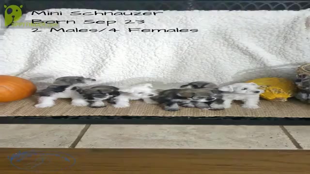 Video preview image #1 Schnauzer (Miniature) Puppy For Sale in GOSHEN, IN, USA
