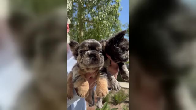 Video preview image #4 French Bulldog Puppy For Sale in SAN DIEGO, CA, USA