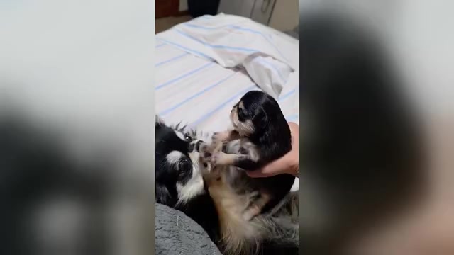 Video preview image #3 Chihuahua Puppy For Sale in SAINT MARYS, GA, USA